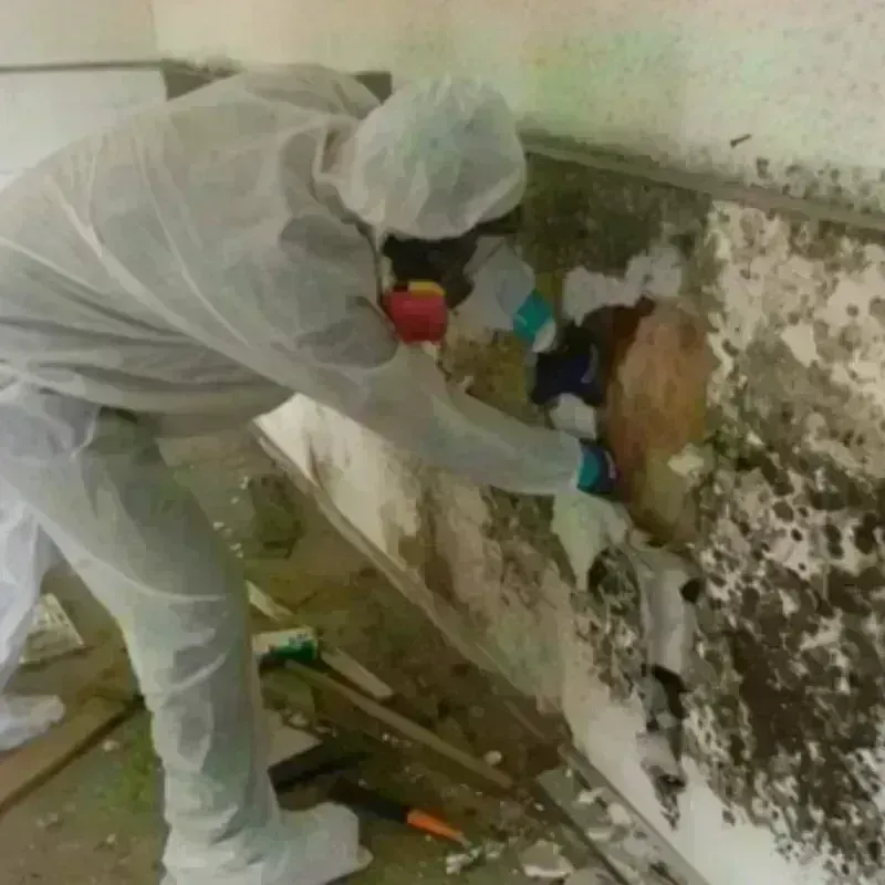 Mold Remediation and Removal in Edneyville, NC